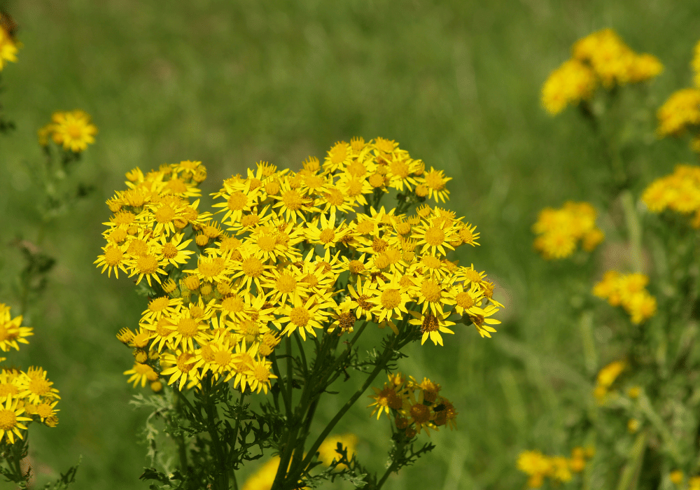 how to get rid of ragwort